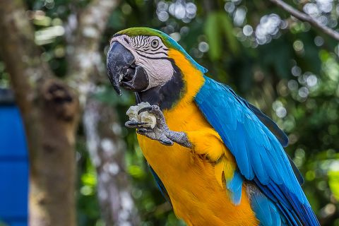 Our Dying Planet! Parrots and More on Way to Extinction 