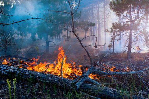 Forest Fires Kills 26 in North Algeria