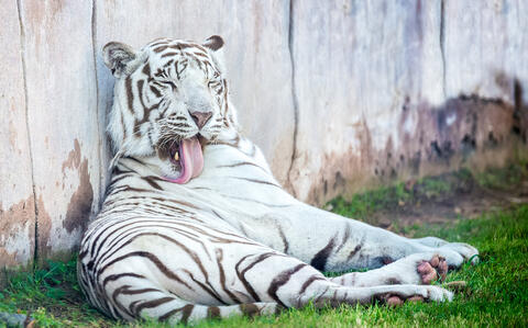 UAE Offers Educational Tours For Students at Al Ain Zoo