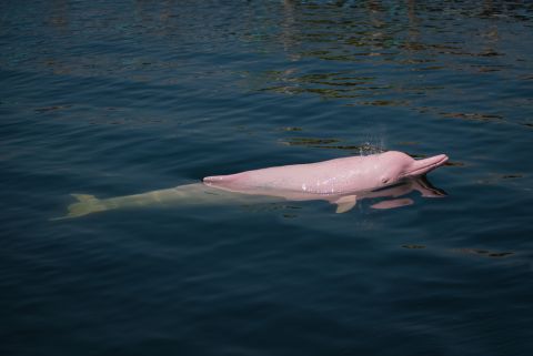 Rare pink dolphin appears in Amazon River