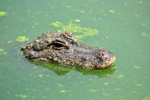 40 alligators eat, tear apart 72-years man