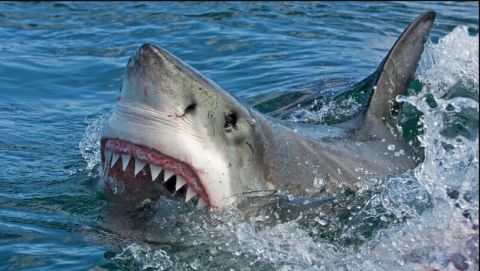 Shark freaks out swimmers in Spain