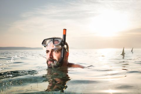 ما علاقة افتراس سمك القرش في الغردقة بتغير المناخ؟