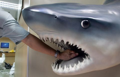 بعد حادثة السائح الروسي: اصطياد سمكة قرش ضخمة في العقبة (صورة)