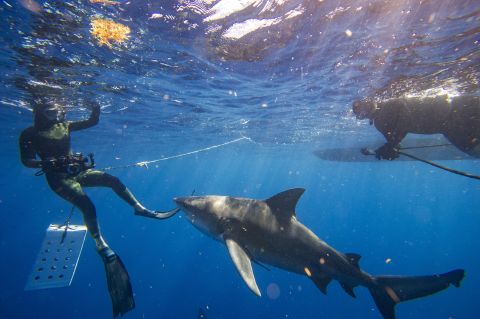  Is Cocaine behind shark attacks on humans?