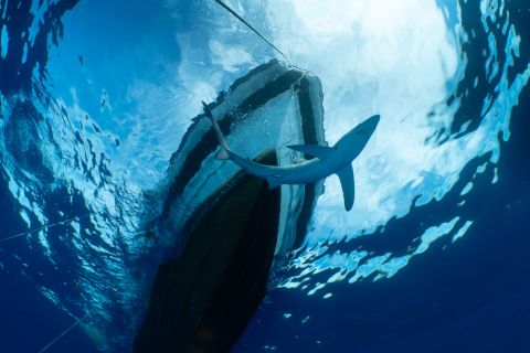 Video: shark swims under tourists' boat in Egypt