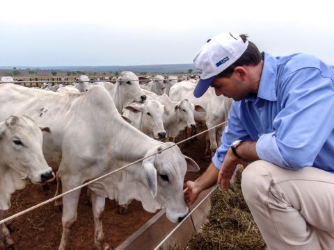 World’s most expensive cow is priced at $4.3M