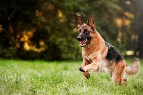 Biden's dog bites several secret service agents again