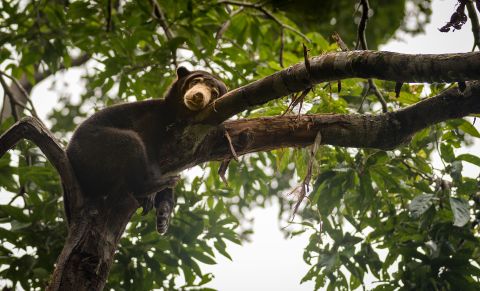 Chinese zoo reveals truth about sun bear costumes