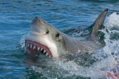  In video shark devours woman's arm in Egypt