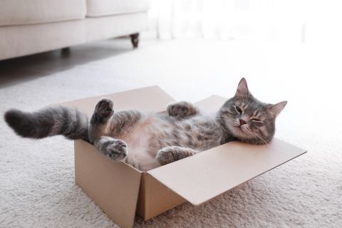 New vaccine against cat dander allergy