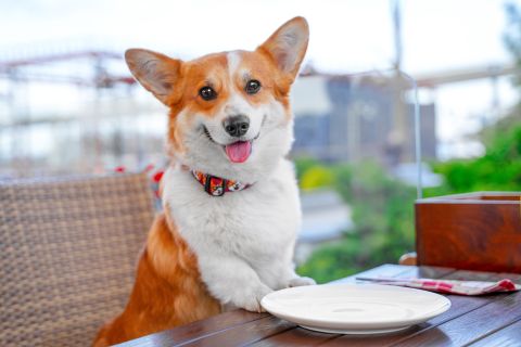 First dog restaurant in Rome attracts attention