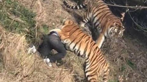 Video: Tiger kills Chinese man after sneaking into zoo