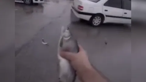 Video: It's raining fish in Iran amid storm