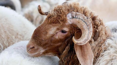 مصر. أسعار الأضاحي تسجل انخفاضاً كبيرا قبل عيد الأضحى