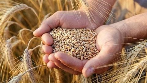 دار الإفتاء | حكم بيع القمح في السوق السوداء ممنوع