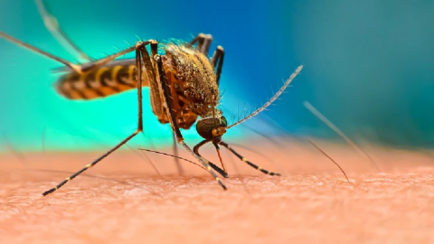 حمى غرب النيل: الأعراض، طرق الوقاية والعلاج