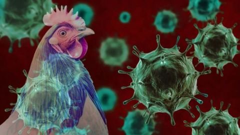 U.S. records 61 cases of Bird Flu