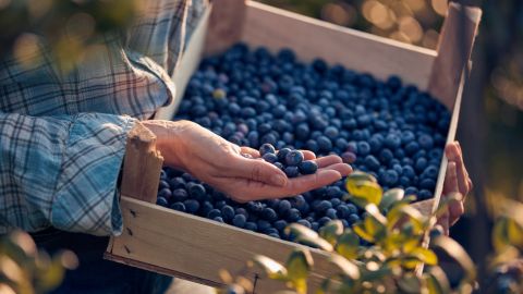 هل التوت الأزرق ينفخ البطن؟