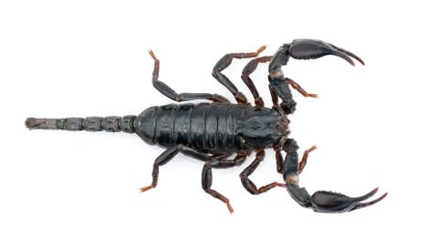 حظ برج العقرب لشهر نوفمبر 2025