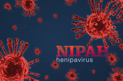 Nipah virus: What everyone needs to know