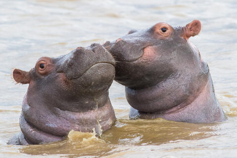 Two People, One Chinese, Killed by Hippo Attack in Kenya 
