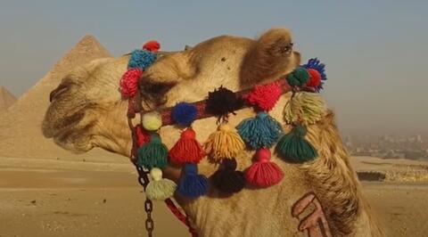 انفلونزا الابل في قطر.. من اين وكيف انتشرت الاكذوبة؟