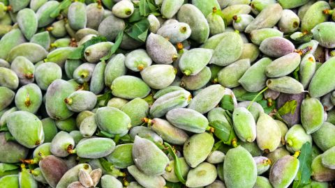 هل تناول اللوز الأخضر يسبب الحساسية؟